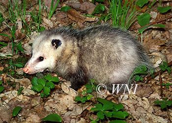 Marsupials Didelphidae